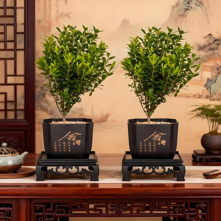 【买一送一】正宗小叶赤楠老桩客厅盆景绿植盆栽茶室盆景室内