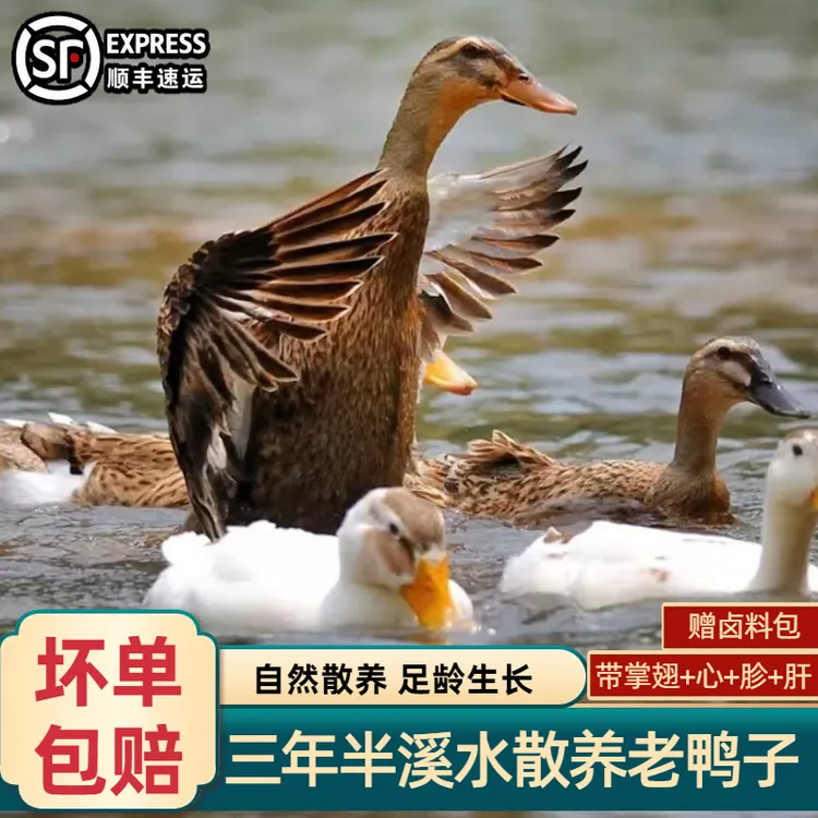 正宗老土鸭农家散养三年以上老鸭鸭子顺丰冷链农家土鸭土鸭老鸭子