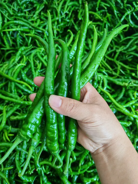 湖南新鲜现摘薄皮螺线青辣椒中高辣炒菜辣椒新鲜美味