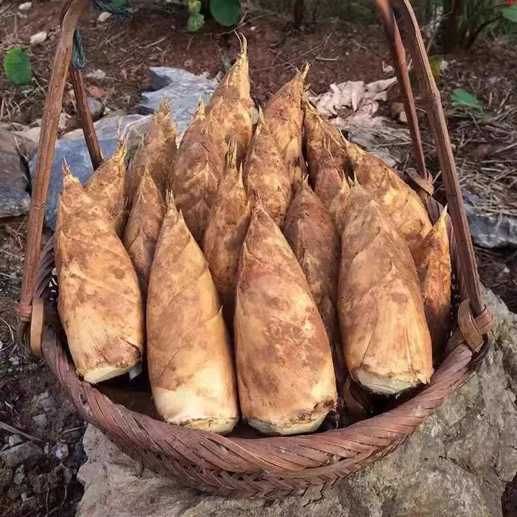现挖冬笋两头尖笋年货冬笋新鲜现挖当季带皮竹笋带壳挖笋笋尖笋丝