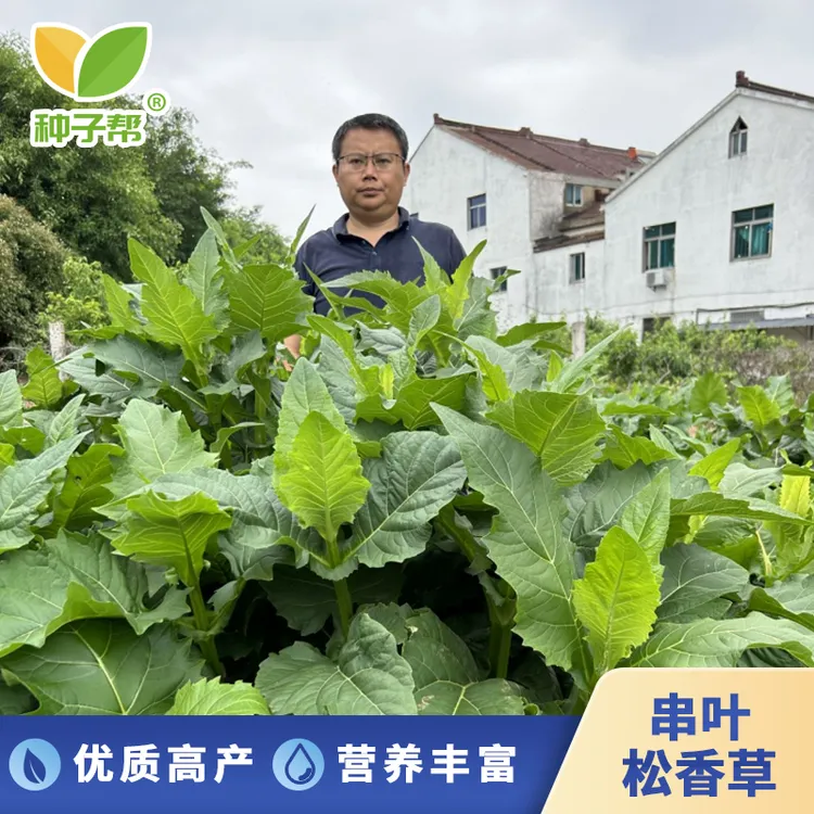 串叶松香草种子春秋育苗种植多年生耐寒抗涝养殖牛羊蛋白牧草种籽