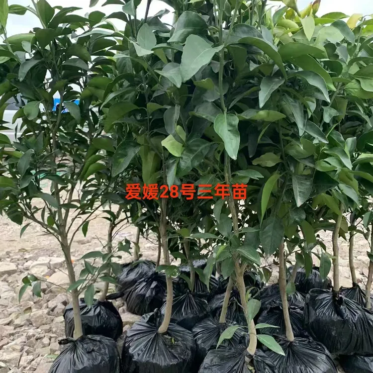 爱媛28号红美人三年苗 
