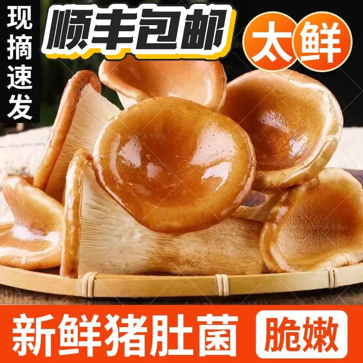 顺丰包邮云南猪肚菇高山滑子菇美味新鲜蔬菜火锅底料非野生菌炖汤