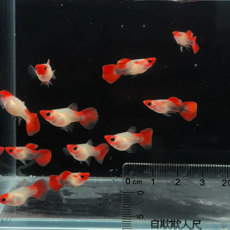 深海蓝玻璃猫孔雀鱼 以直播间为准！（入缸不包损）