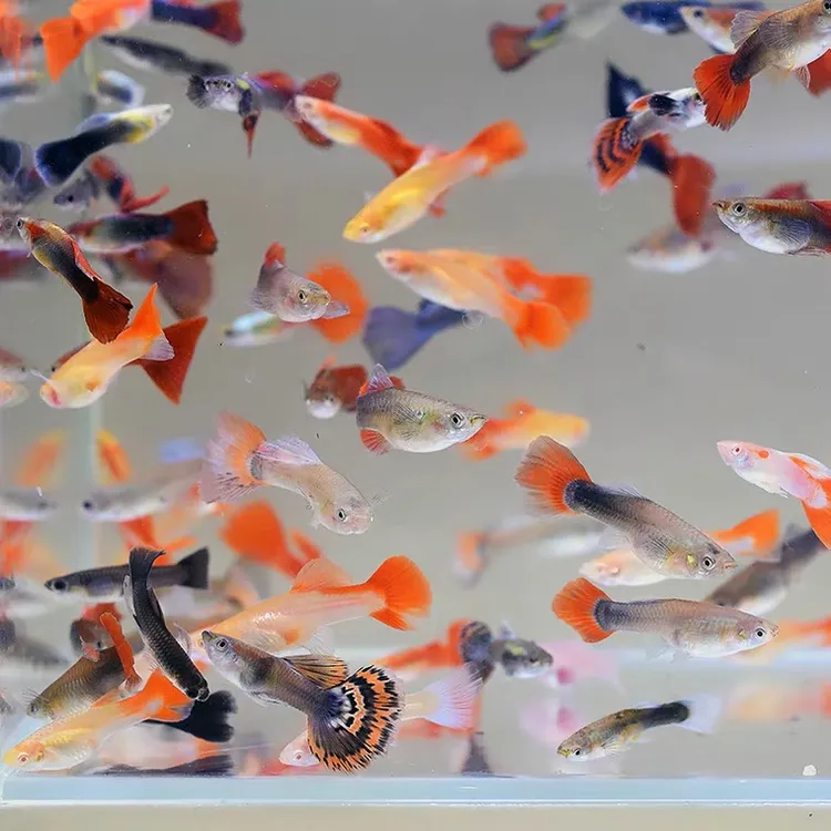 【渔场直发】热带鱼观赏杂袍孔雀鱼冰蓝孔雀鱼观赏鱼淡水鱼小型