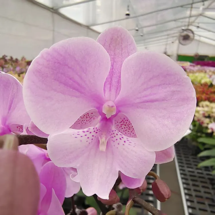 蝴蝶兰【禹城王子】中花型  粉色丰花型 桌面款花  客厅美观