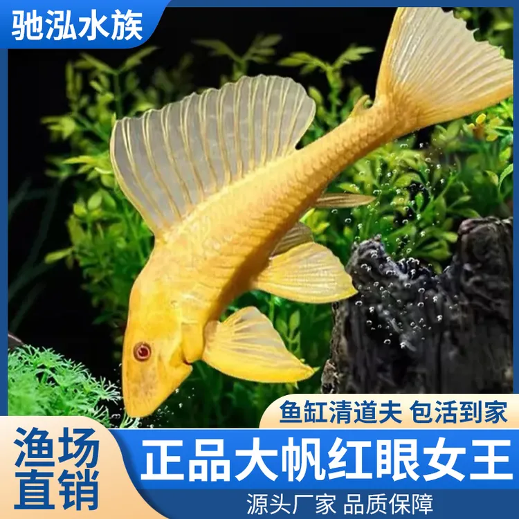 黄金女王大帆红眼鱼观赏鱼清道夫清洁鱼异形鱼好养活清洁工观赏鱼