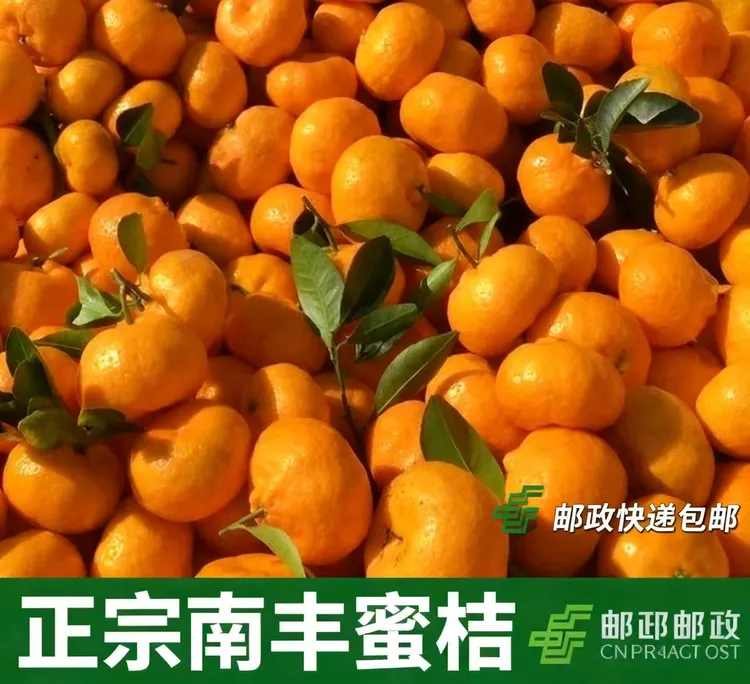 南丰县蜜桔贡桔新鲜现采直发
