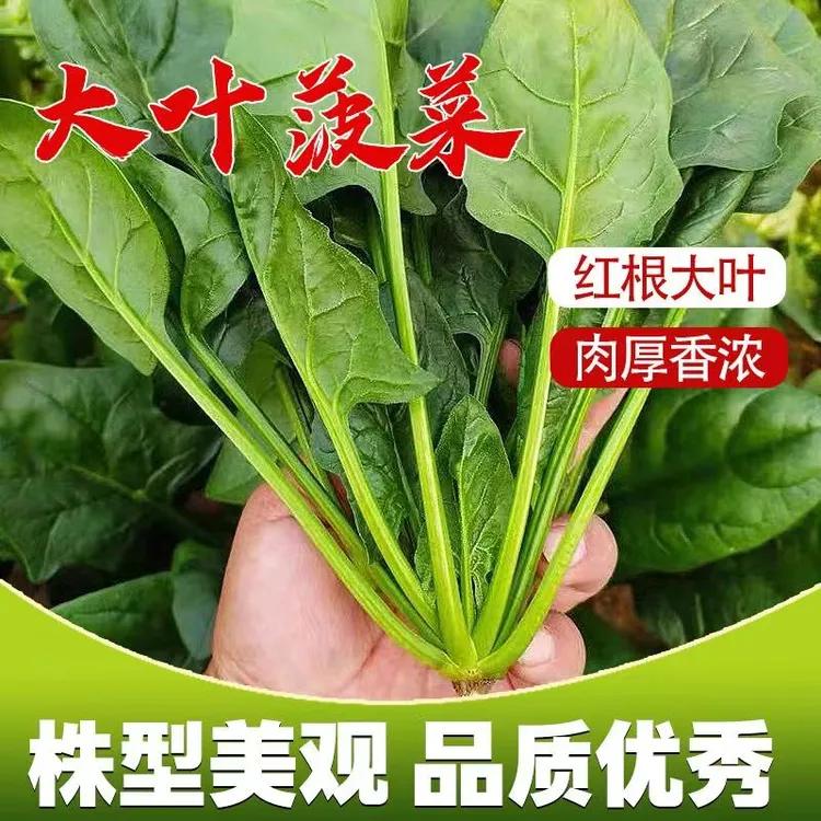 耐寒越冬大叶菠菜四季高产耐热红根大叶菠菜蔬菜种子耐寒菠菜种子
