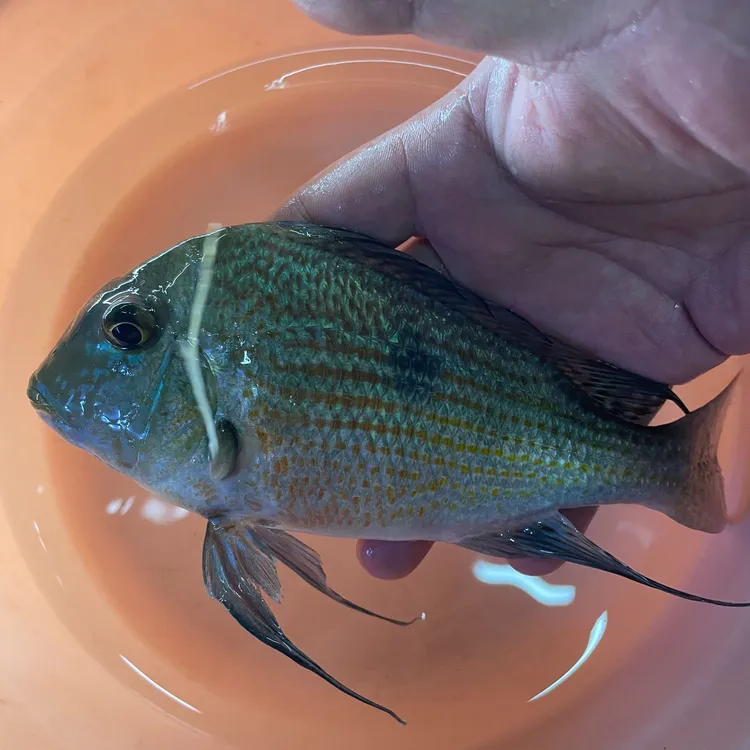 斯维尼关刀热带鱼食土鲷观赏鱼南美鱼