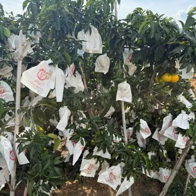 古田果冻橙新鲜饱满多汁香甜原产地直供现摘现发