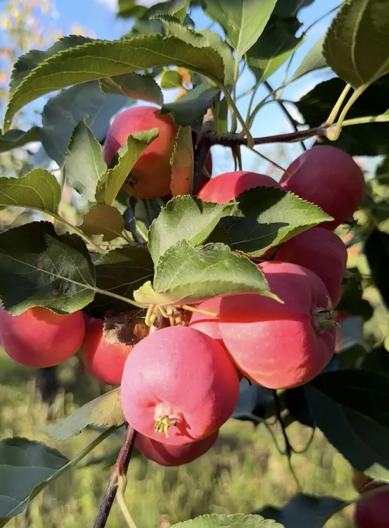 东北沙果 脆甜 顺丰包邮