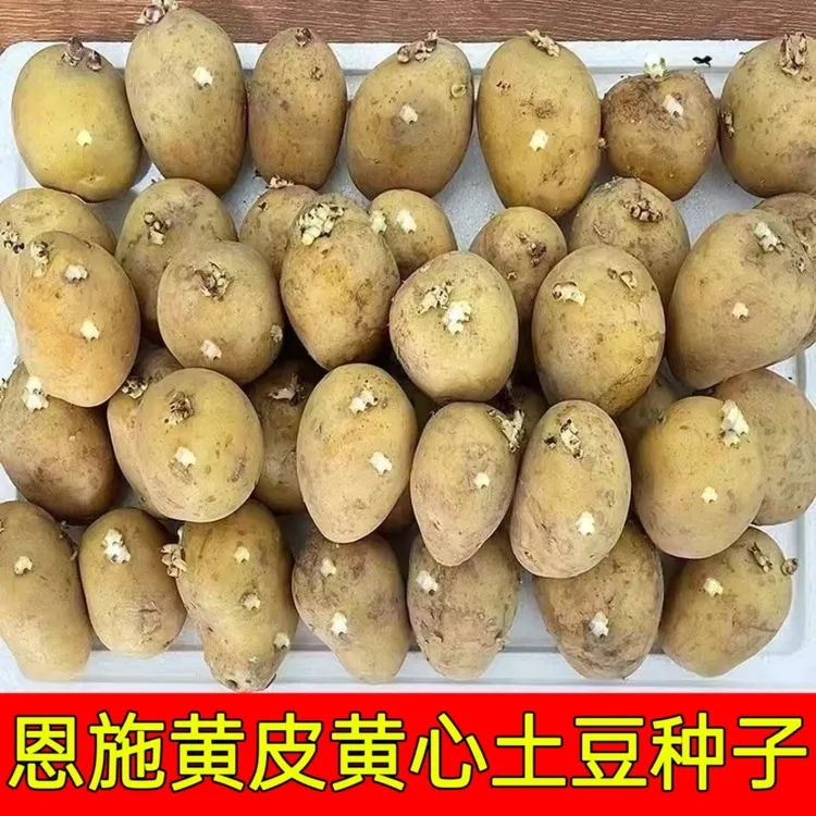湖北恩施黄心土豆种子富硒高山老品种土豆黄心黄皮土豆马铃薯种子
