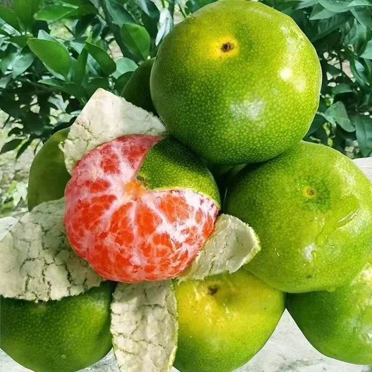 宜昌蜜桔皮薄多汁酸甜可口孕妇水果青皮橘子整箱应季水果新鲜薄皮