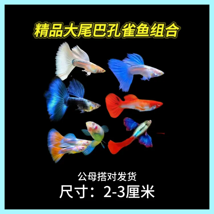 精品孔雀鱼系列 耐活好养 小型观赏鱼淡水鱼可生小鱼