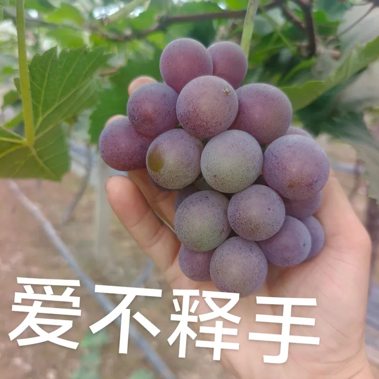 刚开园大须葡萄，15年老巨峰葡萄，小时候的味道，酸甜可口