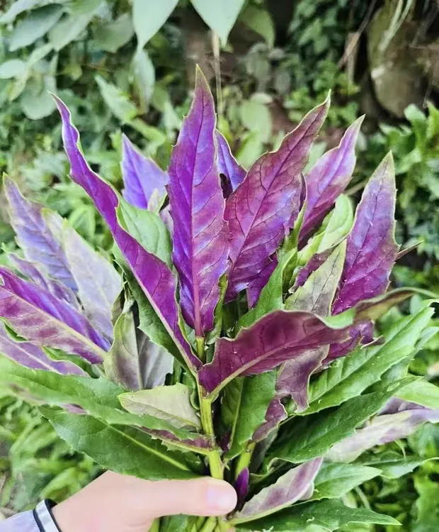 新鲜四川现摘紫背天癸血皮菜紫背菜红背菜观音菜新鲜蔬菜嫩叶农家