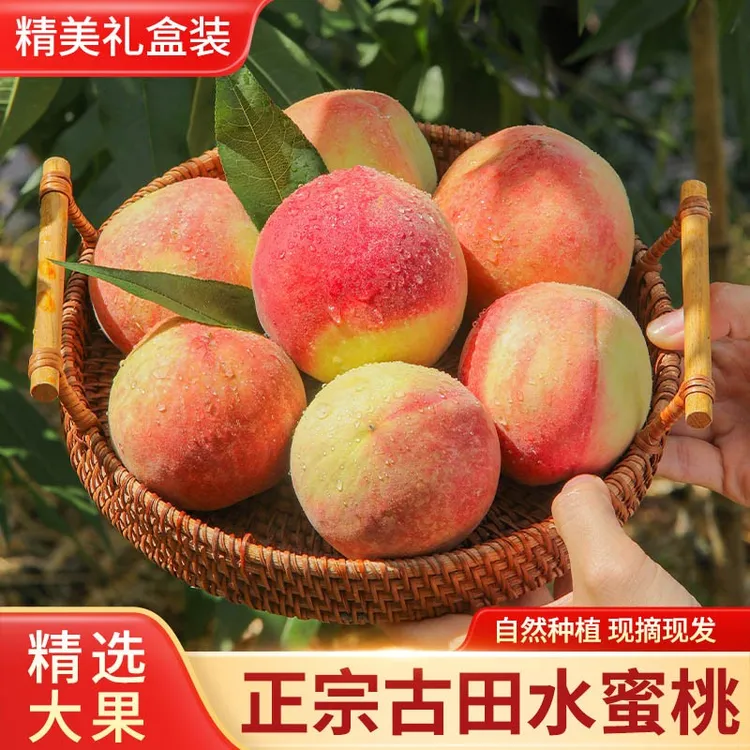 （大果）桃园直发新鲜现摘古田高山果园水蜜桃脆软两吃应季水果