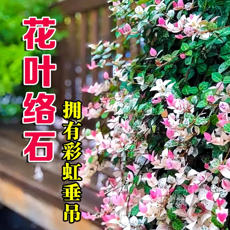 【买一送一】花叶络石阳台庭院室内爬藤垂吊清新绿植好养净化空气