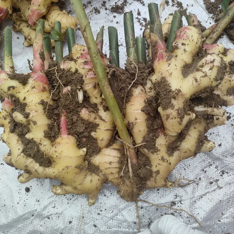 山农大姜，特大精选姜产地批发全部慢慢转为老姜