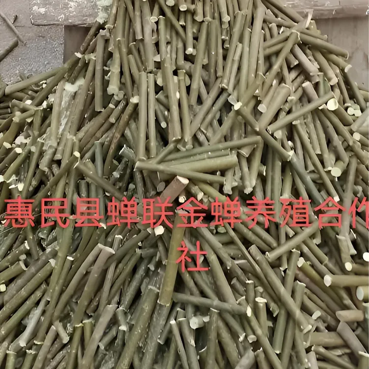 柳树段，竹柳段 黄青半垂柳树 金蝉养殖柳传子，柳树段