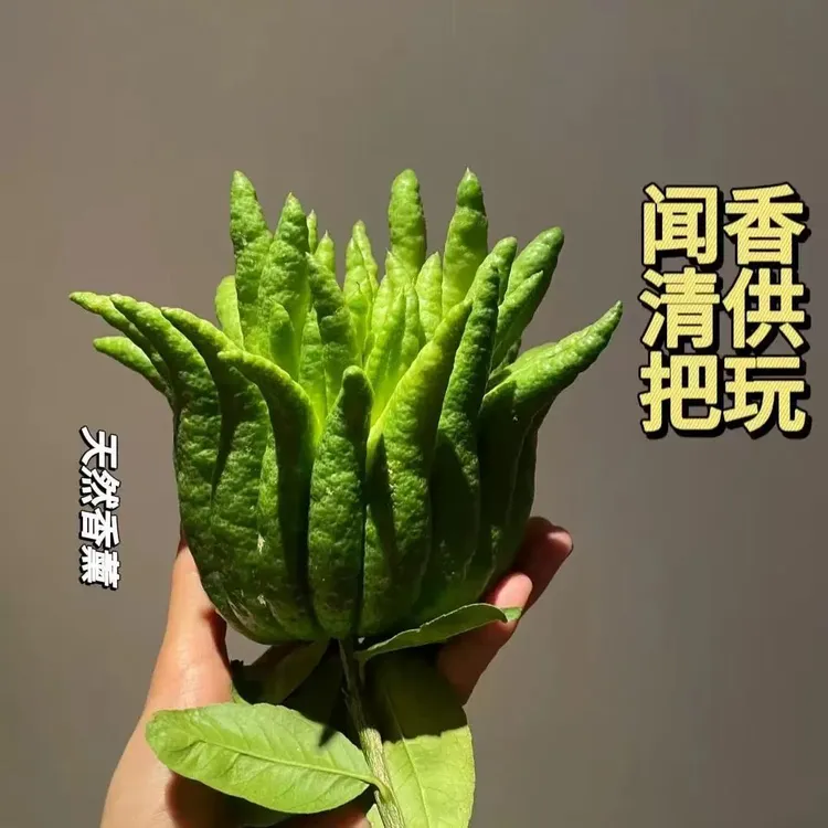 新鲜佛手柑现剪天然香薰可家用来自云南省基地鲜切鲜花