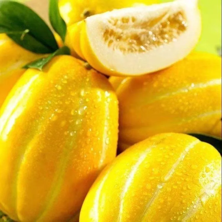 香甜可口的本地特色瓜香瓜甜瓜时令蔬果头茬