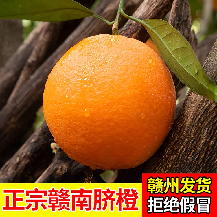 京东包邮  正宗江西赣南脐橙寻乌新鲜采摘果园直发香甜多汁现发