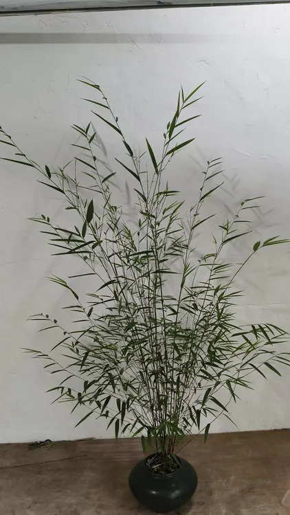 内门竹赏竹客厅茶室办公室绿植盆栽  1