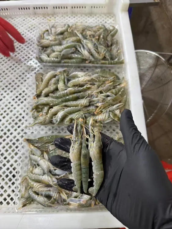 北海夹板虾鲜活海鲜嘎巴虾冷冻大花虾渤海湾小海虾