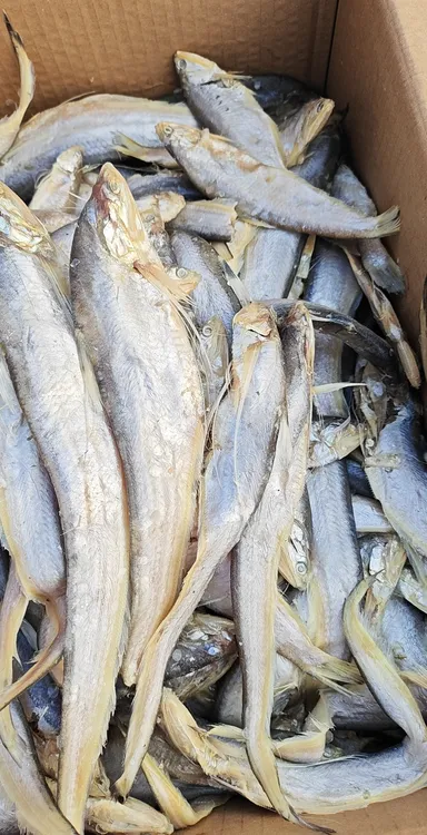 渤海湾咸黄河刀鱼（油性大很香）