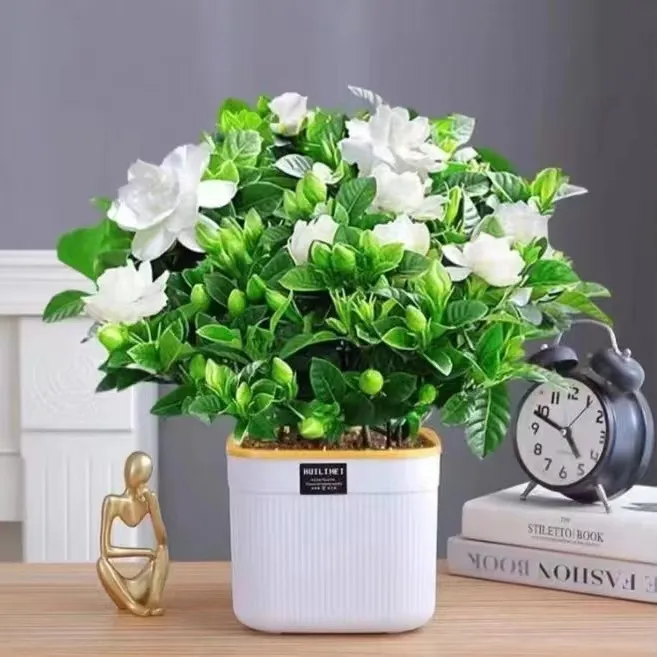 栀子花盆栽花卉绿植室内浓香树苗四季好养常年开花植物带盆绿植