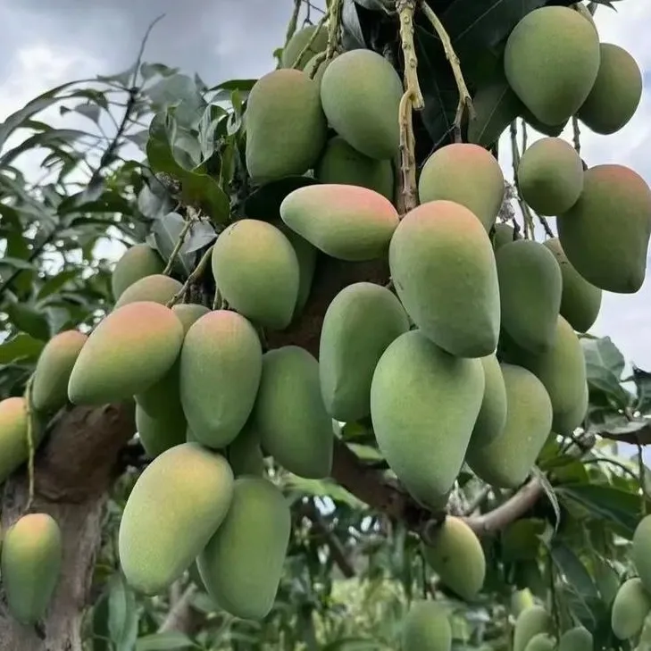 金煌芒果，果子大;单果可达到两到三斤一果子。带盆带土发货，