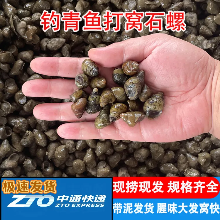 钓鱼打窝专用螺薄壳螺种苗小号鲜活石螺鲜活小田螺泥螺喂宠物螺蛳
