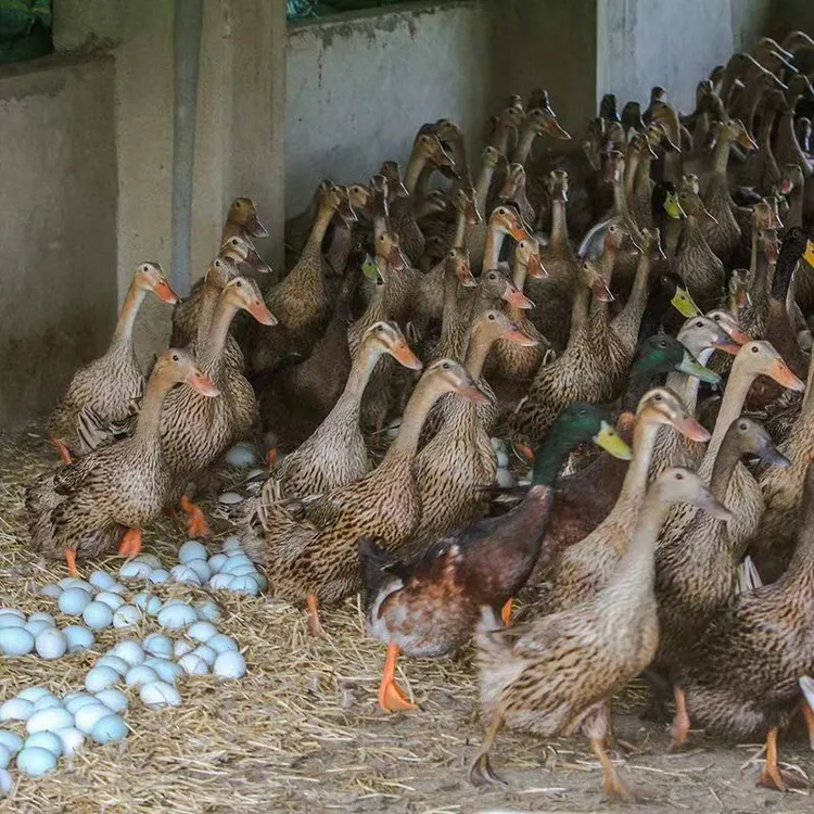双黄蛋可孵化麻鸭蛋新鲜现捡现发