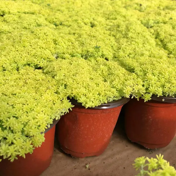 万年草多肉植物盆栽绿植庭院桌面观叶好养护盆草