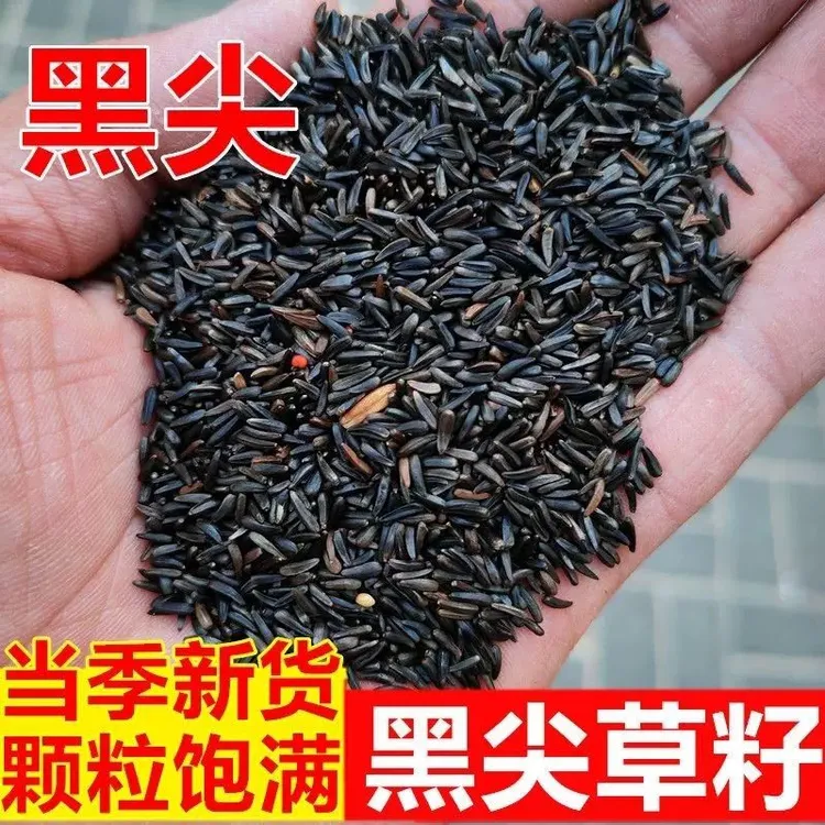 黑尖鸟食鸟粮黑尖籽尼日尔草籽提性促进繁殖玉鸟芙蓉鸟金丝雀鹦鹉