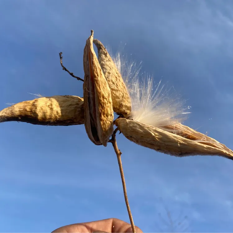 萝藦果 老瓜瓢 直播流量密码 拉场观  羊婆奶 针线包 