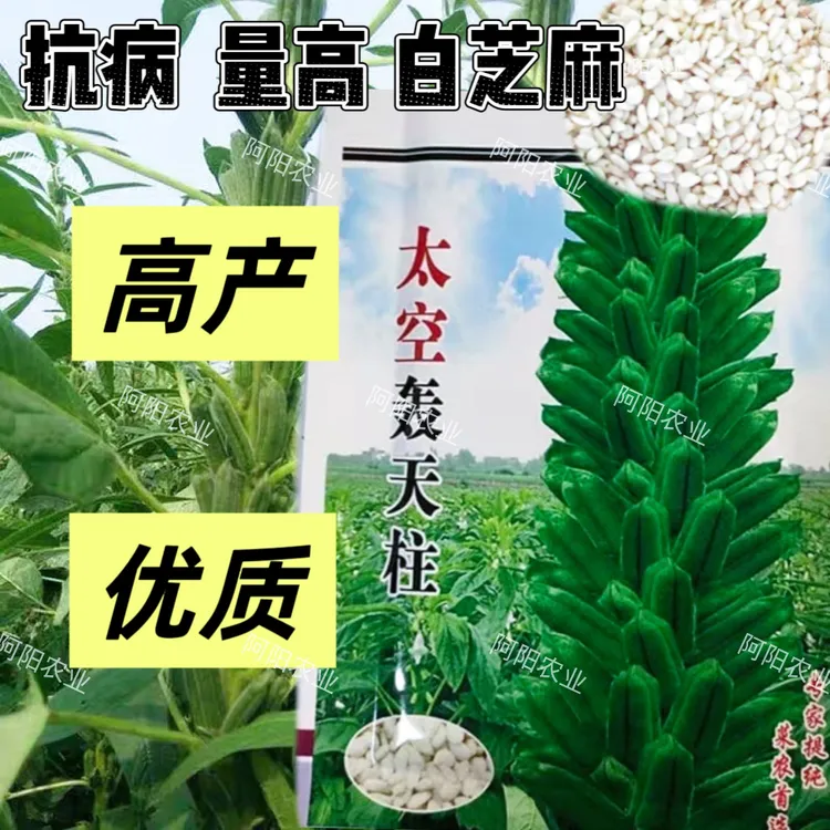 秋季农民芝麻种子抗病抗倒耐旱耐渍芝麻种子产量高耐重茬种子蔬菜