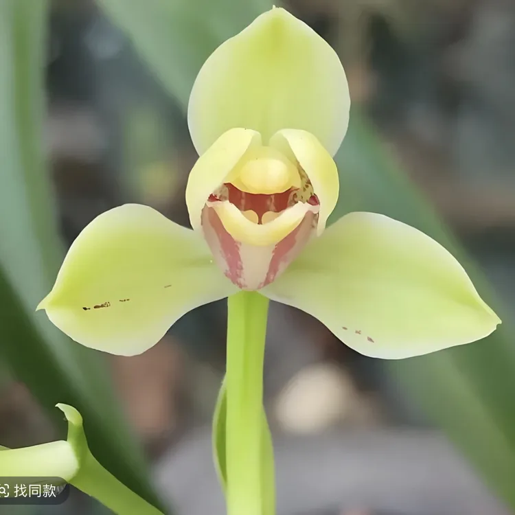 【夏皇梅】建兰八大名品之首，四季浓香兰花室内盆栽花卉