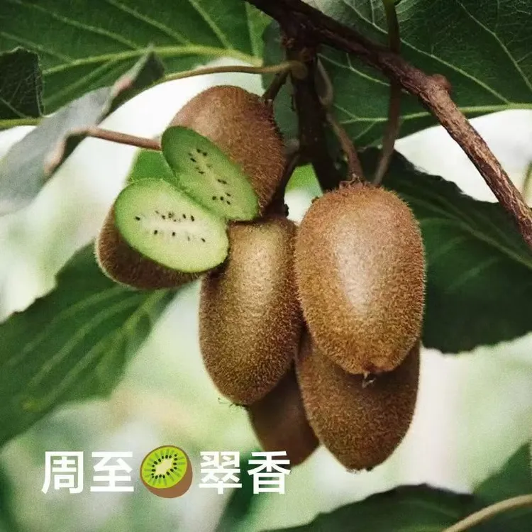 陕西周至翠香猕猴桃，香甜多汁