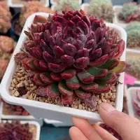 精品多肉植物老桩