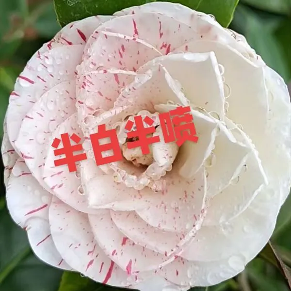 正品福建白底喷沙五色赤丹鲜花超五名贵盆栽山茶花正宗苗绿植盆栽