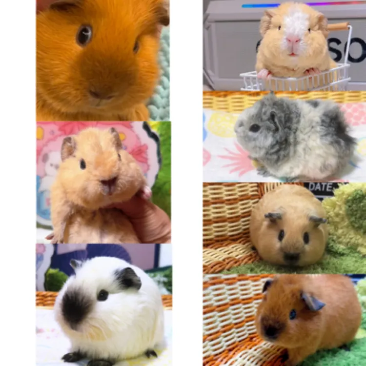 进口荷兰猪加州英短美泰特克塞尔豚鼠活体宠物专拍链接包邮包活