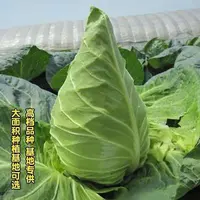 【全店满5元包邮】牛心包菜种子甘蓝菜新鲜大头菜种子流心包菜种子