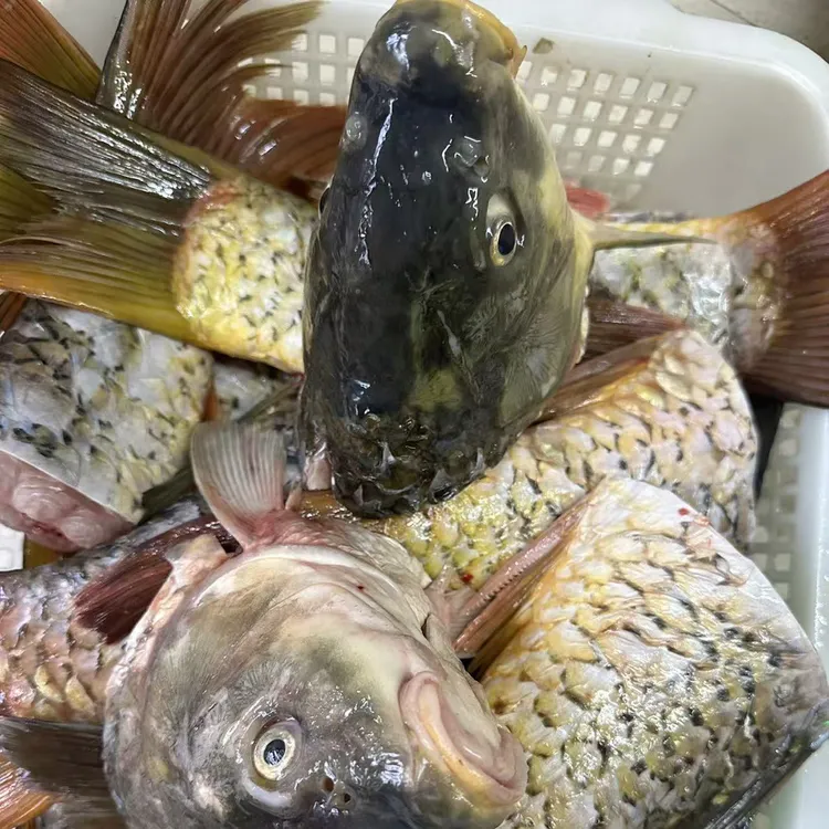 鱼头鱼尾鲤鱼头鲤鱼尾活鱼现杀真空冷冻