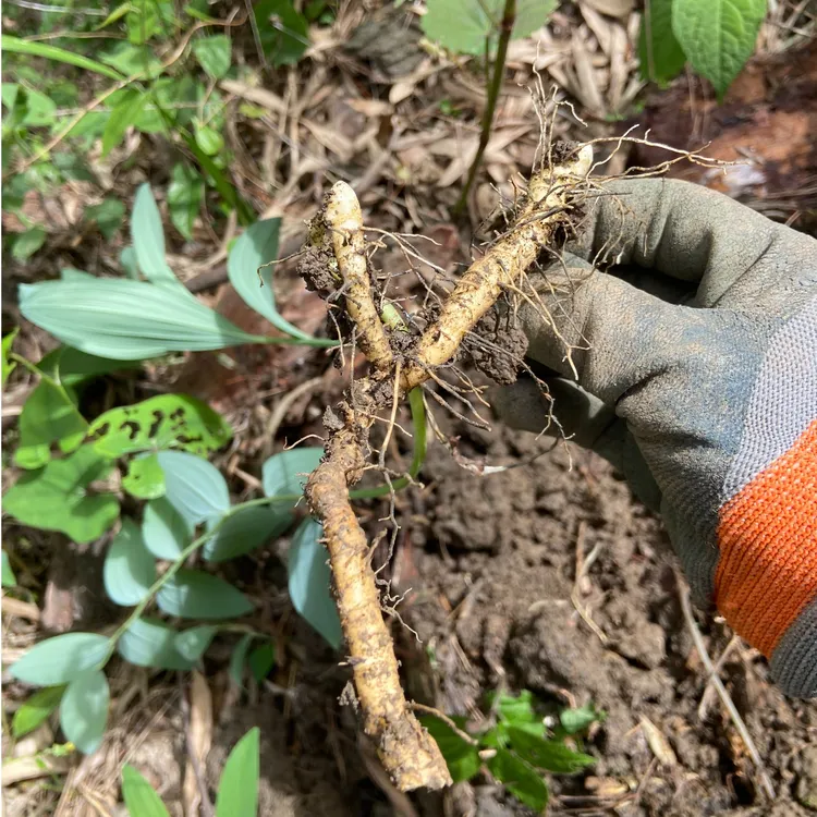 野生玉竹尾参 广西深山货炖汤煮水煲粥养生滋补中药材 干品