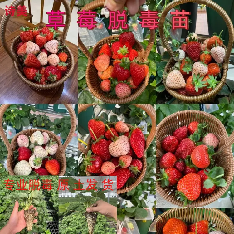 四季脱毒奶油草莓苗穴盘苗红颜隋株天使阳台盆栽带土新苗食用好养