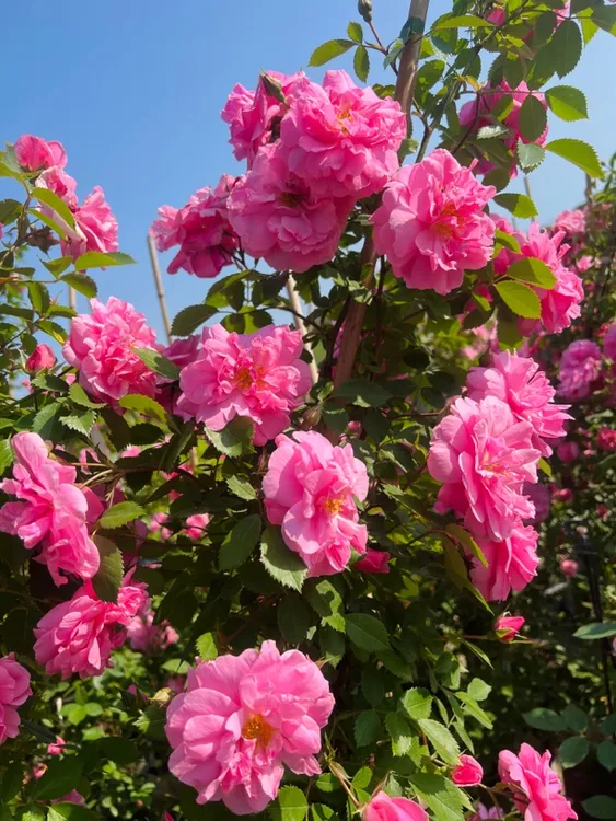 耐寒爬藤月季粉蝶 4年生 可花墙 可围栏 花量大