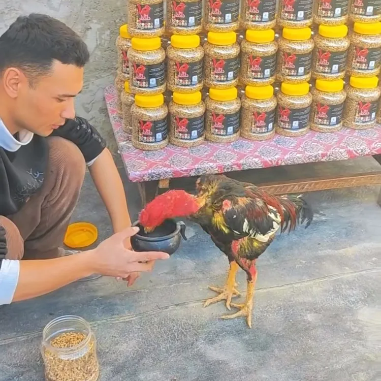 斗鸡鸡饲料打料内包含了27种原材料刀片比赛主人斗鸡比赛